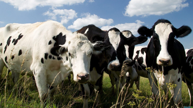 Число коров с надоем 10 тыс. кг увеличилось в Московской области более чем на 26% 