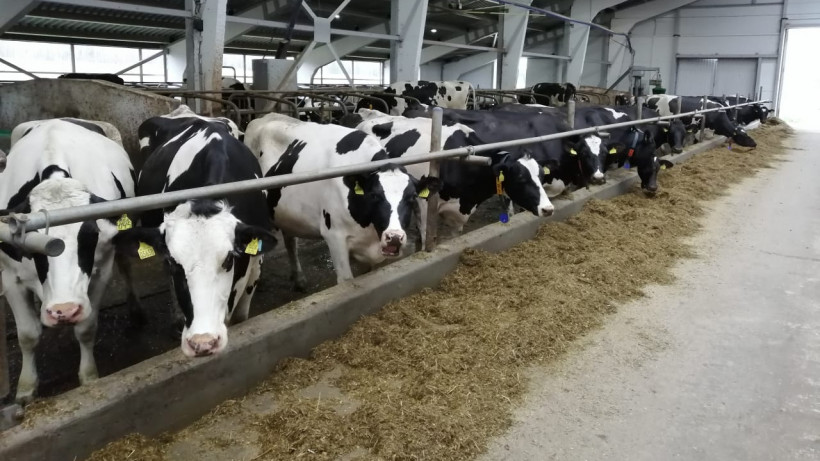 Итоги оценки крупного рогатого скота за 2019 год подвели в Московской области
