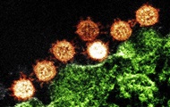 Кого и как убивает. Новые открытия о коронавирусе