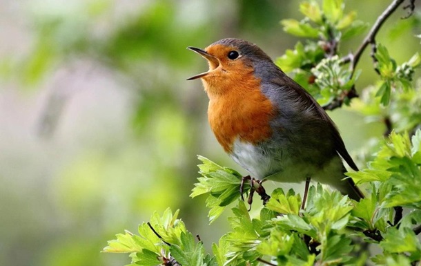 Птицы поют на разных диалектах - ученые