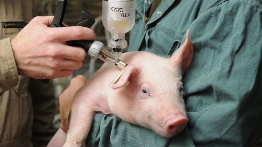 Ветврачи Подмосковья вакцинировали более 155 тысяч животных с начала года