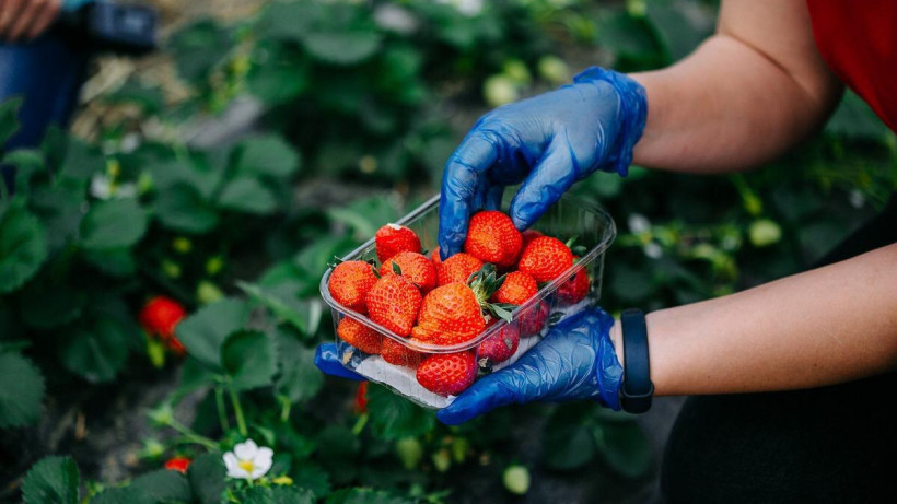 Бесплатная клубника и малина – как принять участие в сборе урожая в Подмосковье