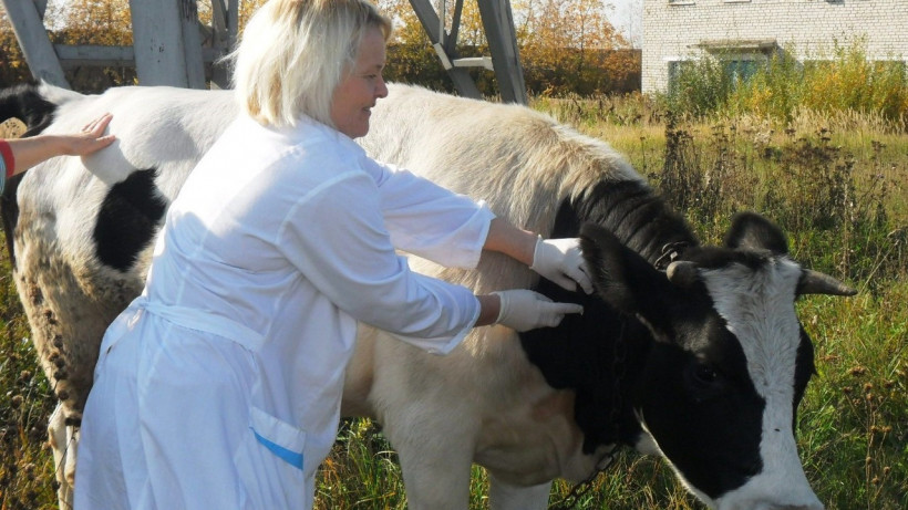 Ветеринар осматривает корову