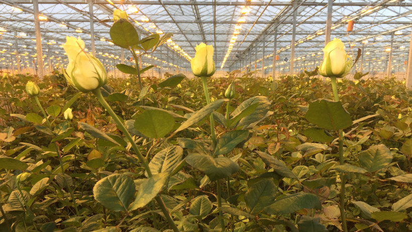 Выращивание розы в теплице