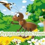 Экологическая игровая программа «Веселый муравейник»