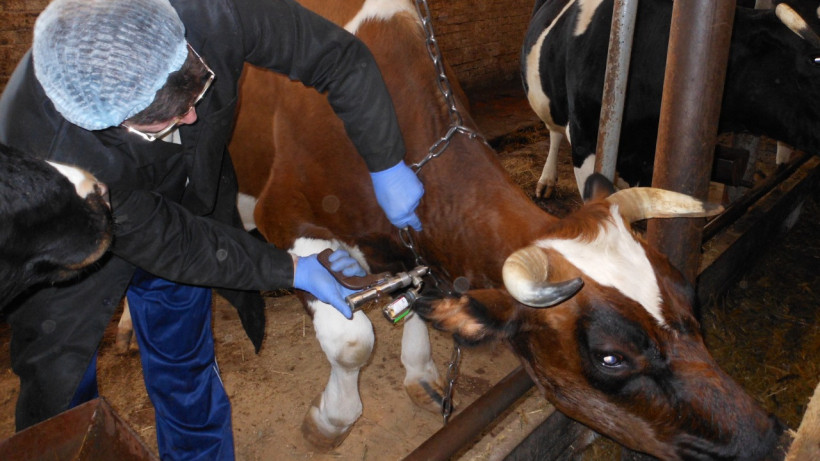 Около 670 тыс. диагностических исследований скота провели в Подмосковье с начала года