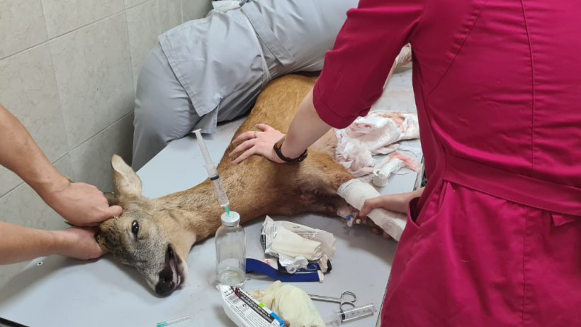 Ветеринарные врачи Подмосковья оказали помощь более чем 40 диким животным с начала года