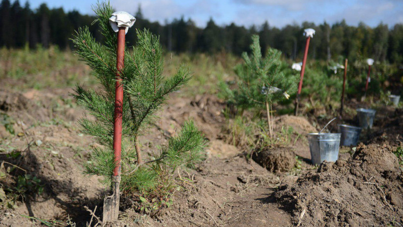 Виртуозова приняла участие в ежегодной акции «Наш лес. Посади свое дерево»