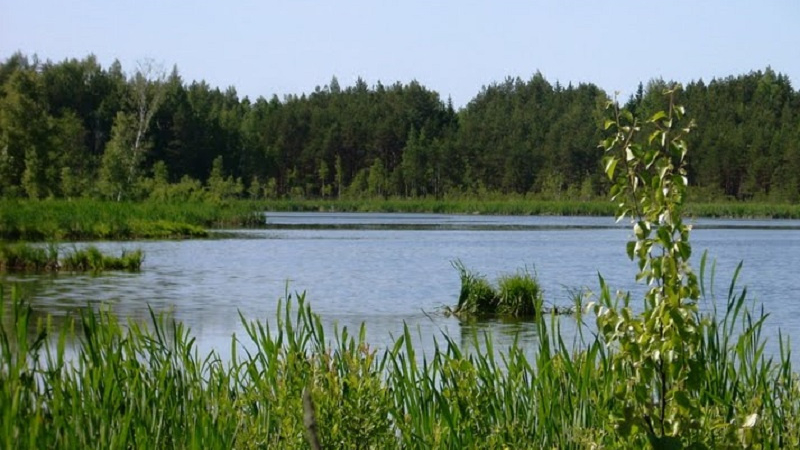 Озеро Подтеребово в Клинском районе