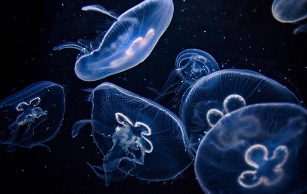 Ученые предлагают заменить рыбу медузами