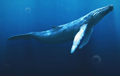 Киты и дельфины находятся под угрозой исчезновения – ученые