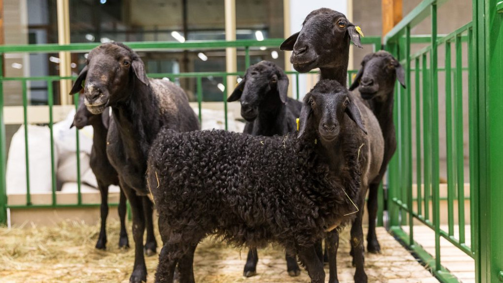 Комплекс мер по недопущению распространения оспы овец провели в Электростали