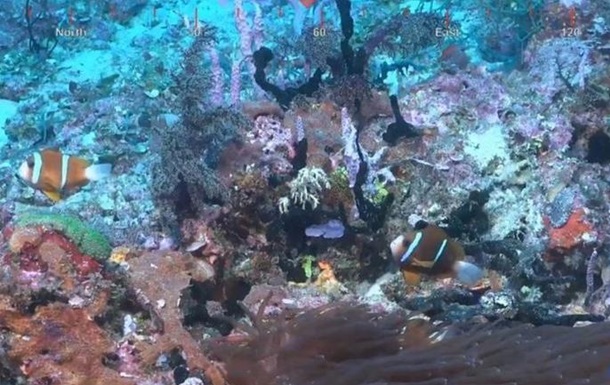 В Австралии обнаружили громадный коралловый риф