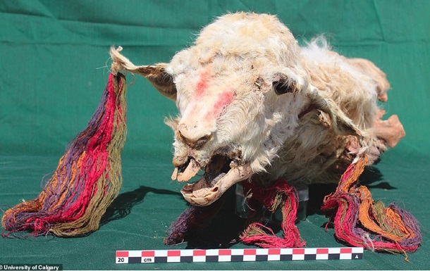 В Перу нашли останки похороненных заживо лам