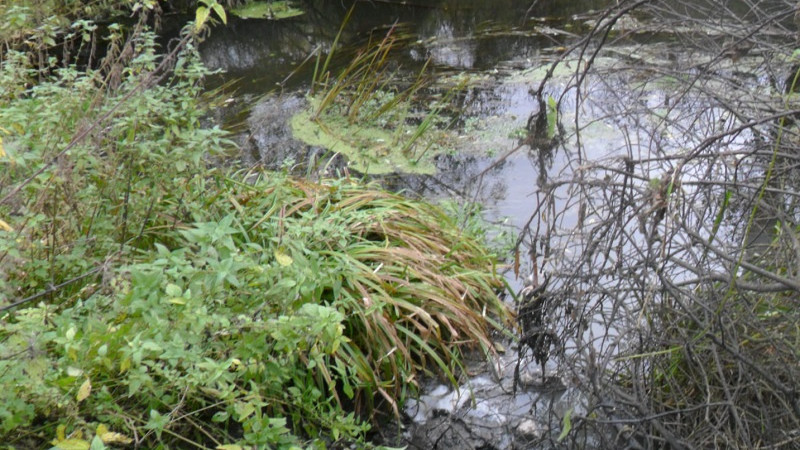 Загрязнение водоема в Ступинском районе