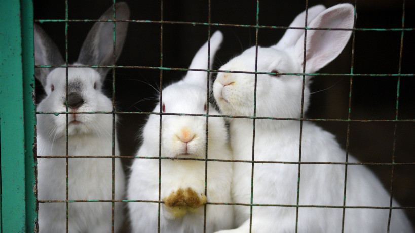 Кролики в центре реабилитации диких животных «ПРОСТАР+» Департамента природопользования и охраны окружающей среды города Москвы.