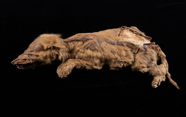 На руднике в Канаде нашли мумию древнего волка