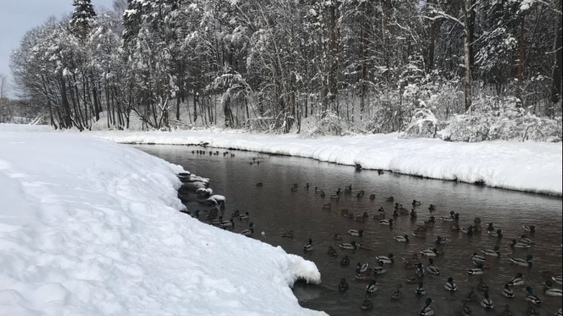 Утки на реке зимой