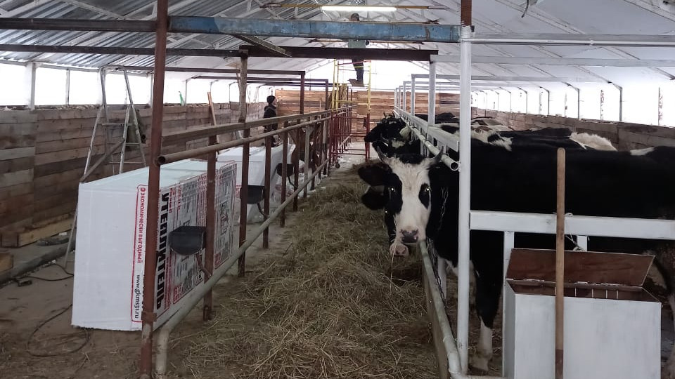 Новый корпус на 200 голов КРС открыли на молочной ферме в Серпухове