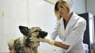Свыше 17 тысяч бездомных собак чипировали в Московской области за год