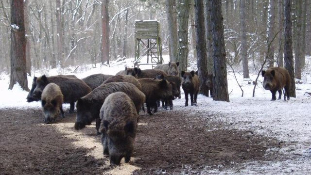 В Московской области отслеживают кабанов из-за вспышек африканской чумы свиней
