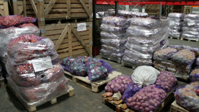 Цены на картофель могут снизиться в Московской области