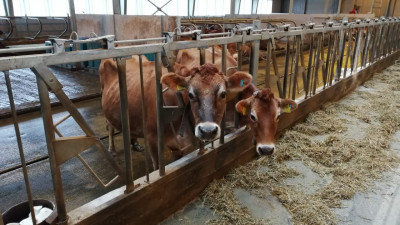 Лейкоз крупного рогатого скота ликвидировали в 22 хозяйствах Подмосковья в 2020 году