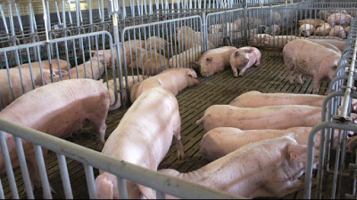 Новые ветправила по содержанию свиней вступили в силу в Подмосковье