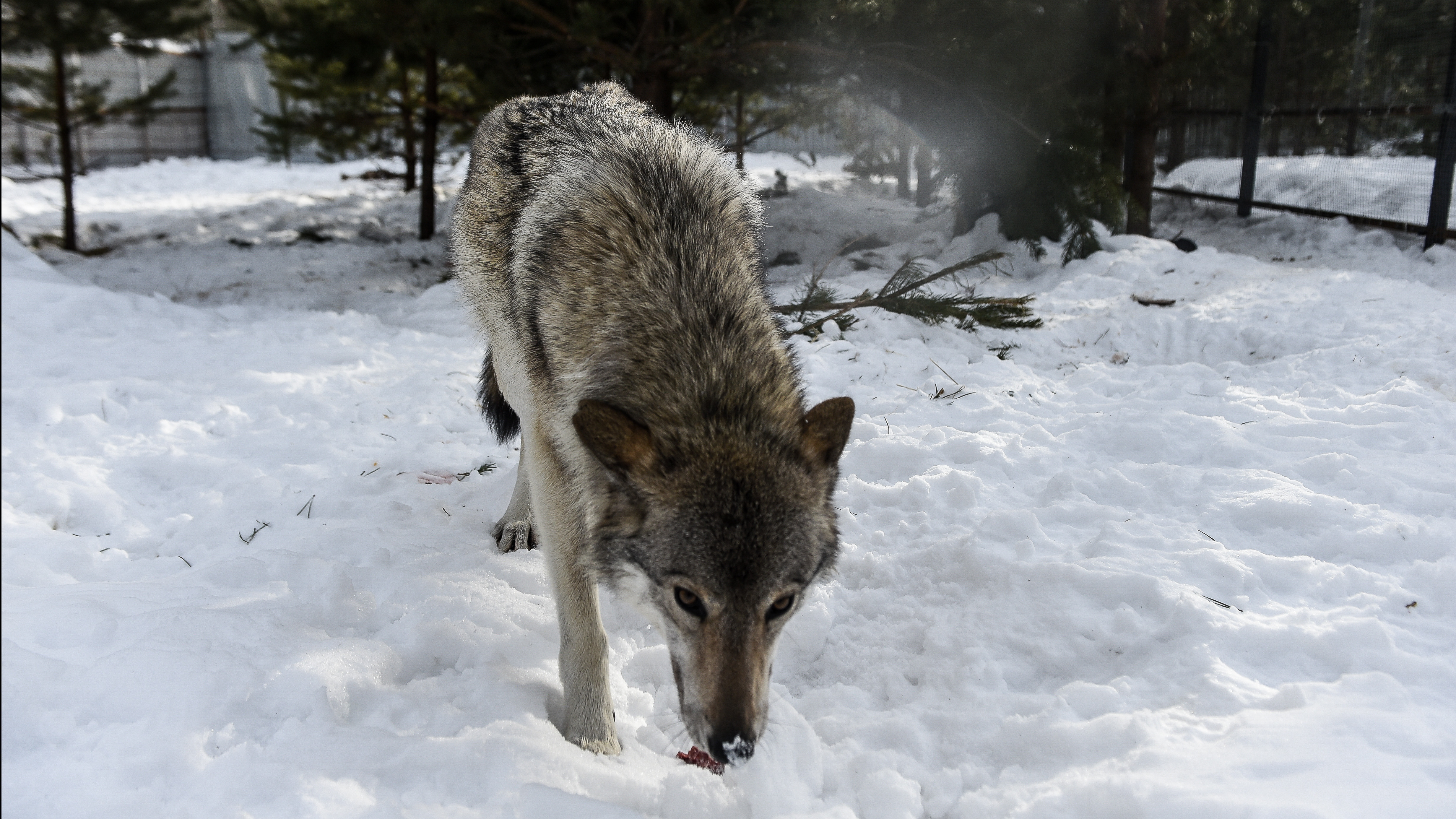 Зоозащитники по согласованию с Минэкологии региона поместили вышедшего к людям волка в приют