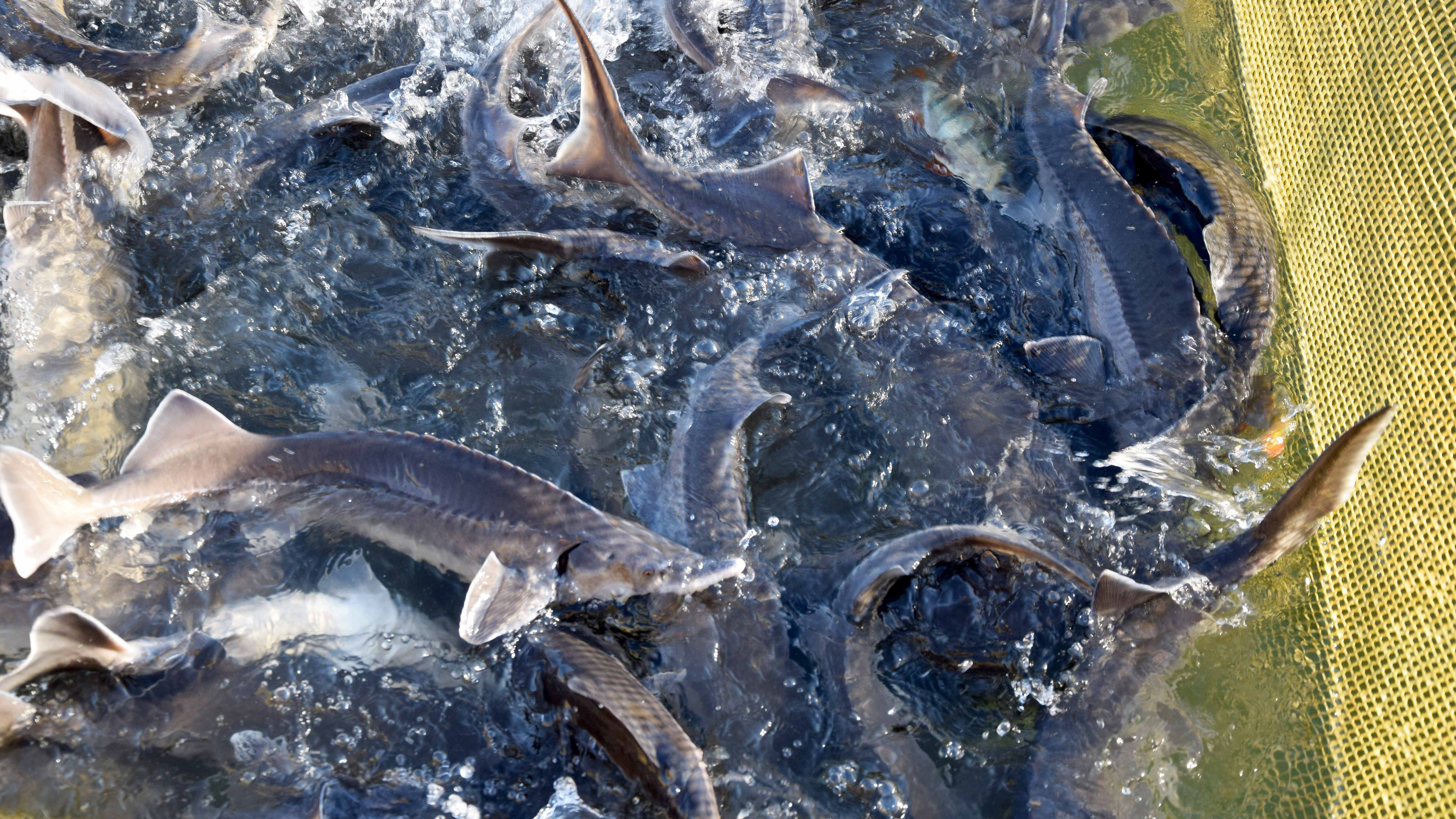 производство рыбы