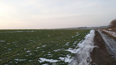 Мощные снегопады не навредили посевам озимых культур в Московской области