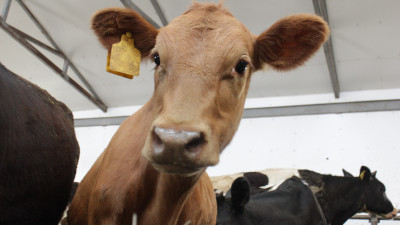 Надои молока в Подмосковье возросли с начала года на 6%