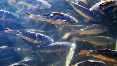 Объем производства товарной рыбы в Подмосковье в 2020 году составил 5,2 тыс. тонн