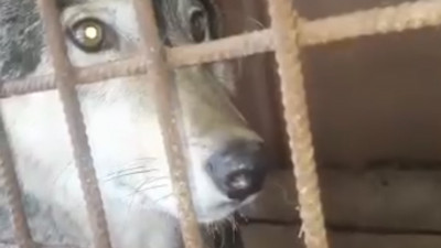 Пойманного в Подмосковье волка вакцинировали и поместили на карантин