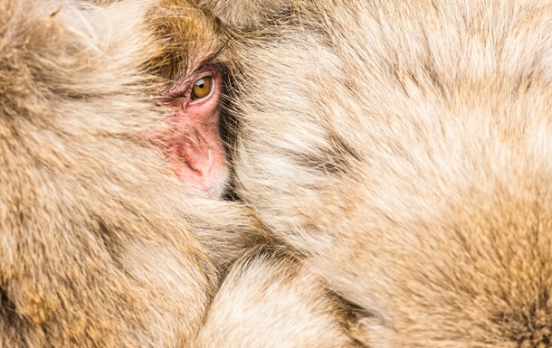 В США объявили о нехватке обезьян для испытания вакцин от COVID