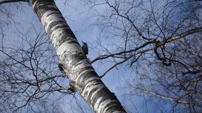 Дятел на дереве в Электрогорске