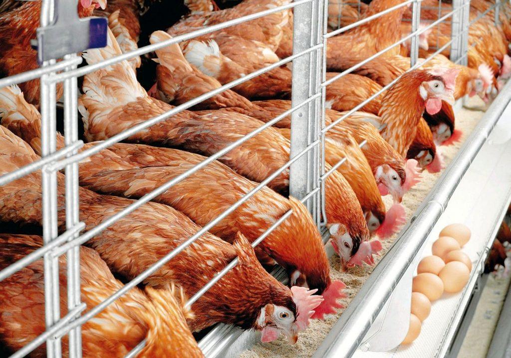 минсельхоз поддержит производителей птицы и яиц в надежде сдержать цены