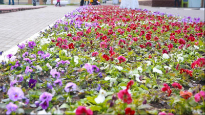 Порядка 260 тыс. цветов высадят в Подольске весной