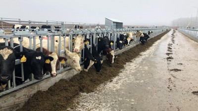 Более 450 коров голштинской породы поступило на молочный комплекс в городском округе Ступино