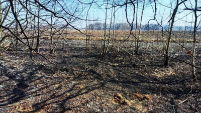 Два лесных пожара ликвидировали в Московской области на выходных
