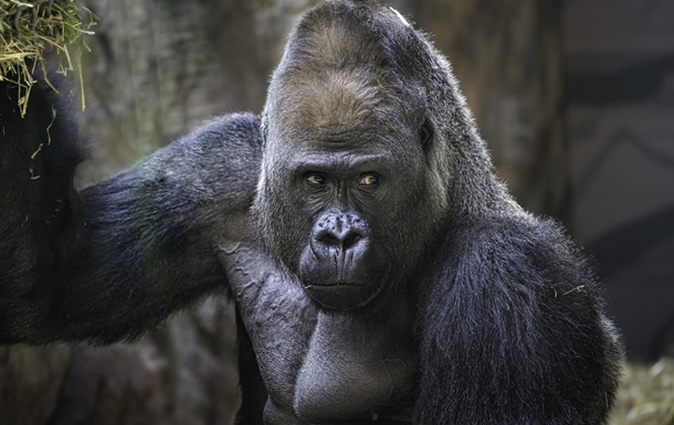 Ученые выяснили, зачем гориллы бьют себя в грудь
