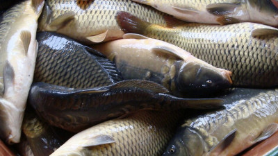 Более 330 тонн товарной рыбы проверили на предприятиях Подмосковья с начала года