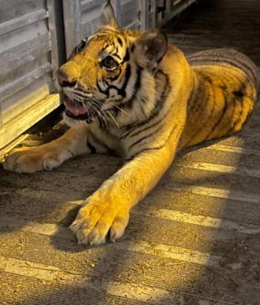 хьюстонский тигр найден живым и невредимым