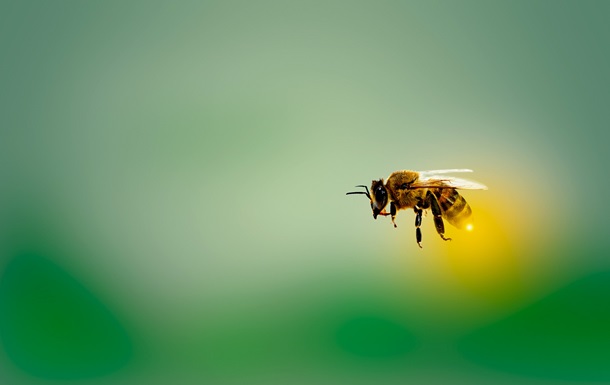 Обнаружена способность пчел очищать воздух от микропластика