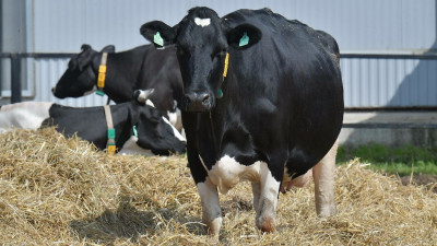Порядка 60 коров привезли из Чехии на домодедовское предприятие «Барыбино»