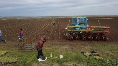 Посадку овощей открытого грунта начали в Московской области