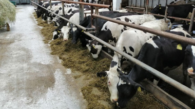Валовое производство молока в Подмосковье возросло на 4,3%
