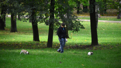 Мужчина выгуливает собак в парке 