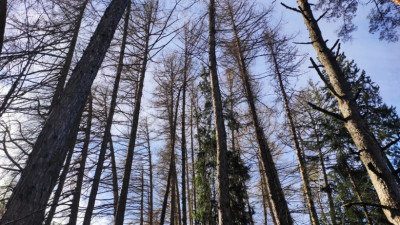 Контроль соблюдения обязательных требований в лесах стартовал в Подмосковье