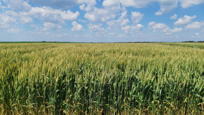 Новый сорт пшеницы начали выращивать в Подмосковье